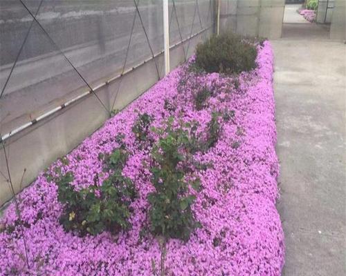 芝樱种植中常见的问题有哪些？如何解决？