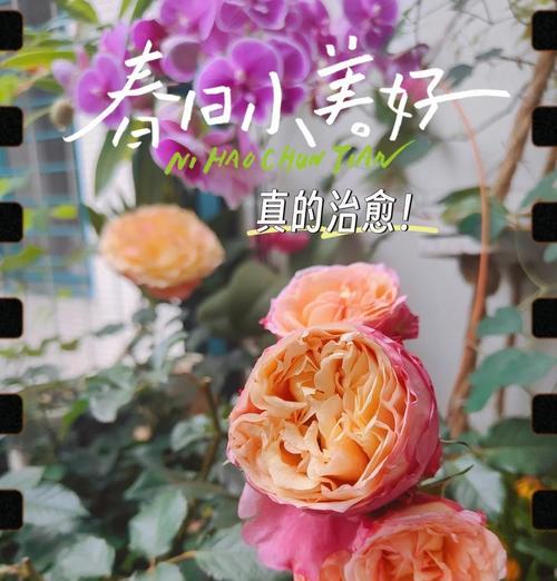 月季的特性及其养护方法是什么？