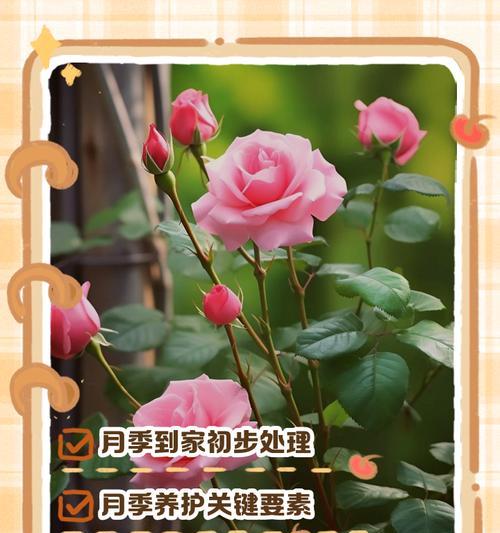 月季的特性及其养护方法是什么？