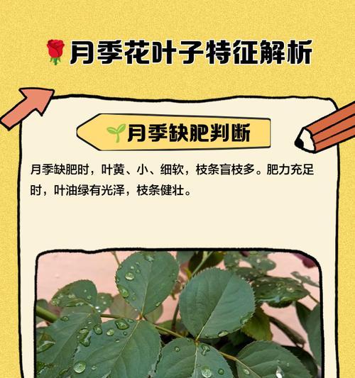 月季的特性及其养护方法是什么？