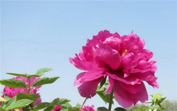 中国的国花是什么？国花的象征意义是什么？