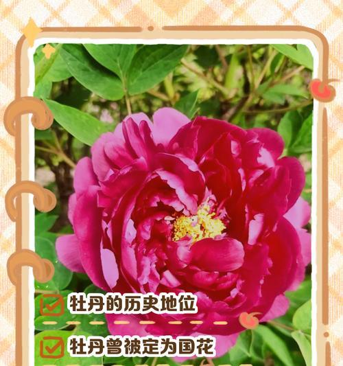 中国的国花是什么？国花的象征意义是什么？