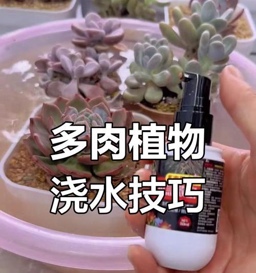 秋季多肉植物的浇水技巧是什么？