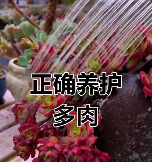 秋季多肉植物的浇水技巧是什么？