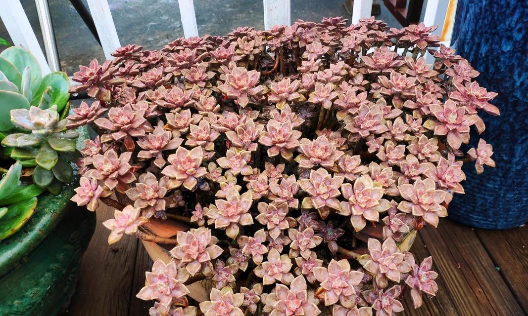 唐印开花的处理方法是什么？如何促进唐印开花？