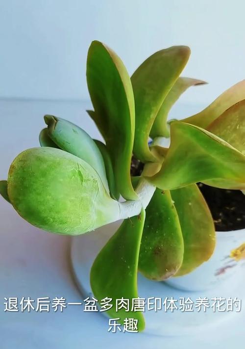 唐印开花的处理方法是什么？如何促进唐印开花？