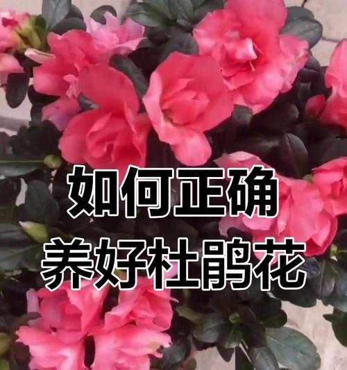 杜鹃花栽培技巧有哪些？如何正确栽培杜鹃花？