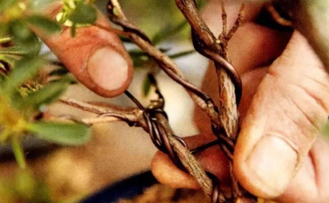 杜鹃花栽培技巧有哪些？如何正确栽培杜鹃花？