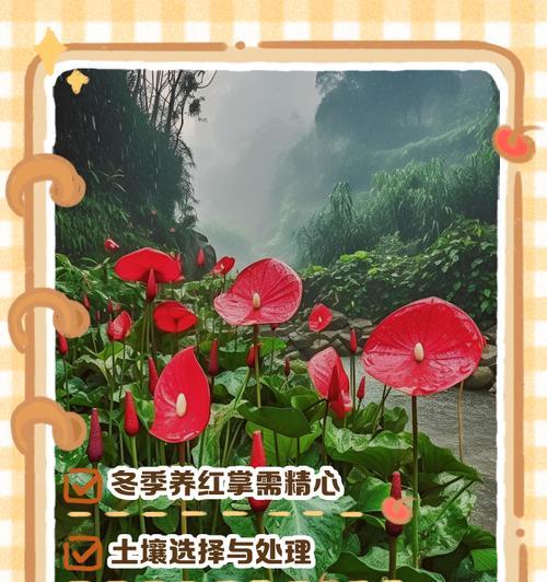 如何养红掌？红掌养护的正确方法是什么？