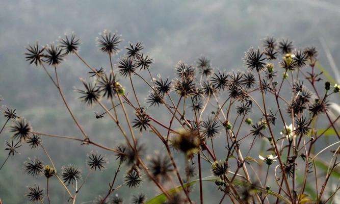 蓿根花卉有哪些种类？蓿根花卉的养护方法是什么？