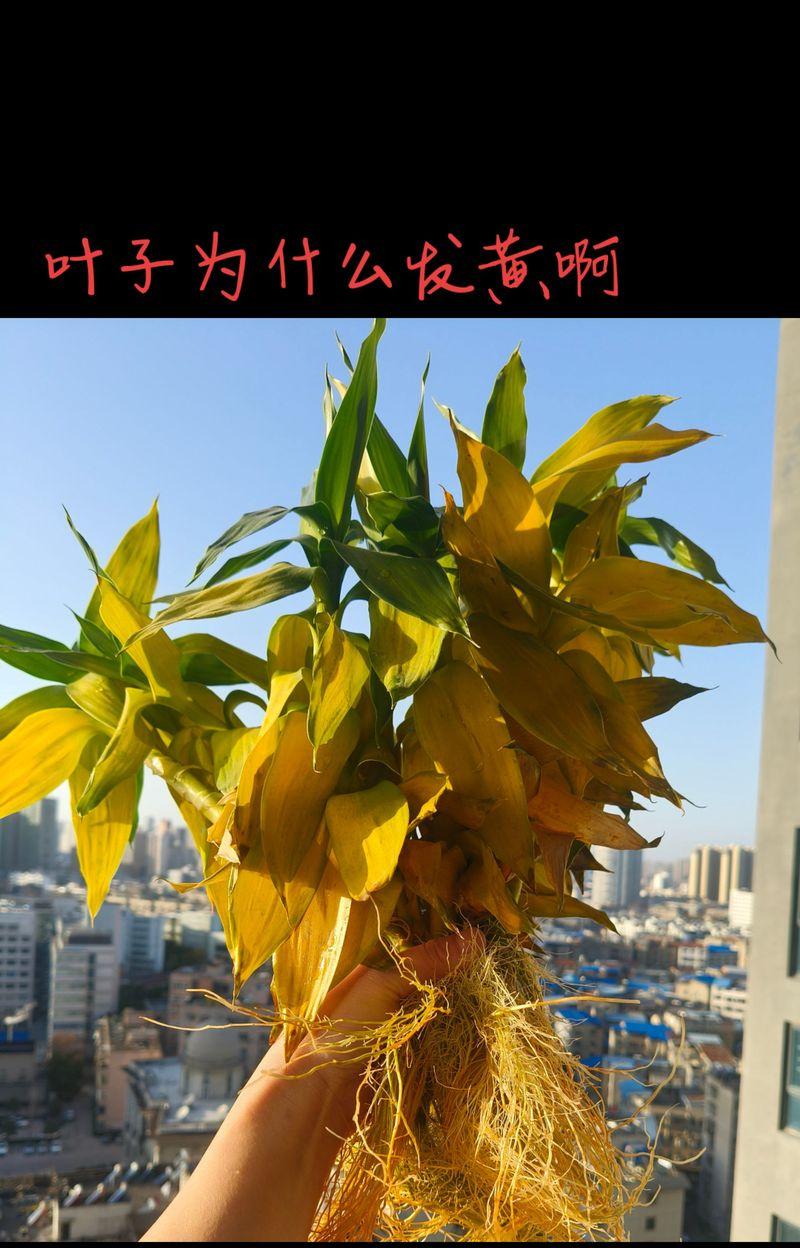 木槿叶子变蔫的原因是什么？如何恢复木槿叶子的活力？