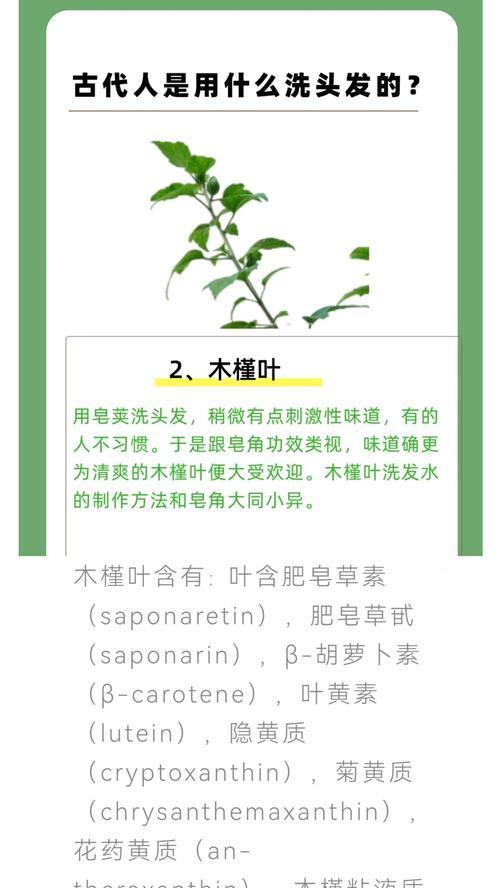 木槿叶子变蔫的原因是什么？如何恢复木槿叶子的活力？
