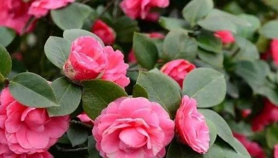 天冷时适合养什么花？这些花的养护方法是什么？