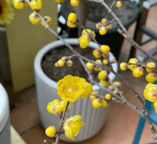 天冷时适合养什么花？这些花的养护方法是什么？