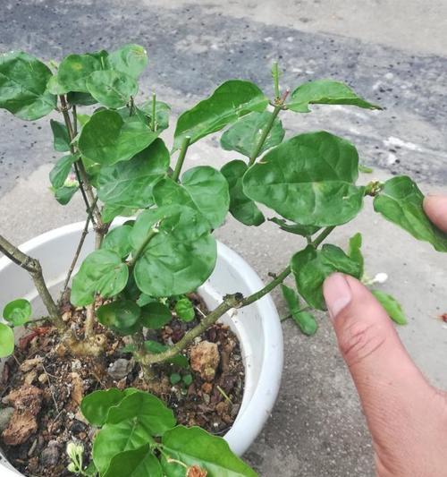 孔雀花的养护技巧有哪些？怎样才能使其花开不断？