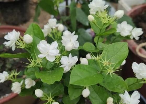 孔雀花的养护技巧有哪些？怎样才能使其花开不断？