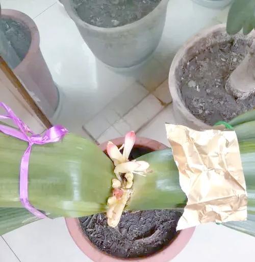 君子兰夹箭了怎么办？如何处理才能正常开花？