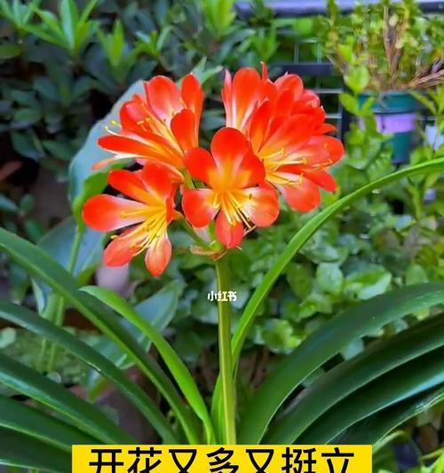 君子兰夹箭了怎么办？如何处理才能正常开花？