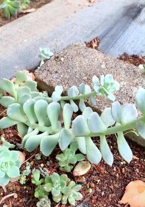 多肉徒长后如何进行修剪和调整？
