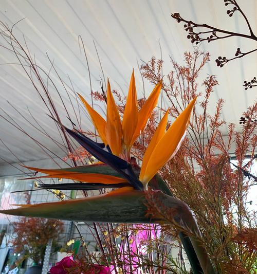 春节期间哪些花会盛开？