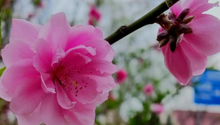 春节期间哪些花会盛开？