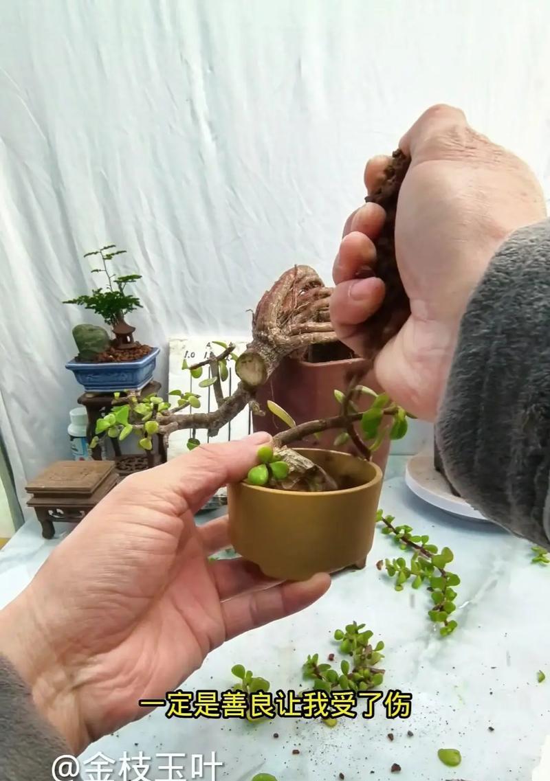 盆栽果树侧枝过长怎么办？修剪方法有哪些？