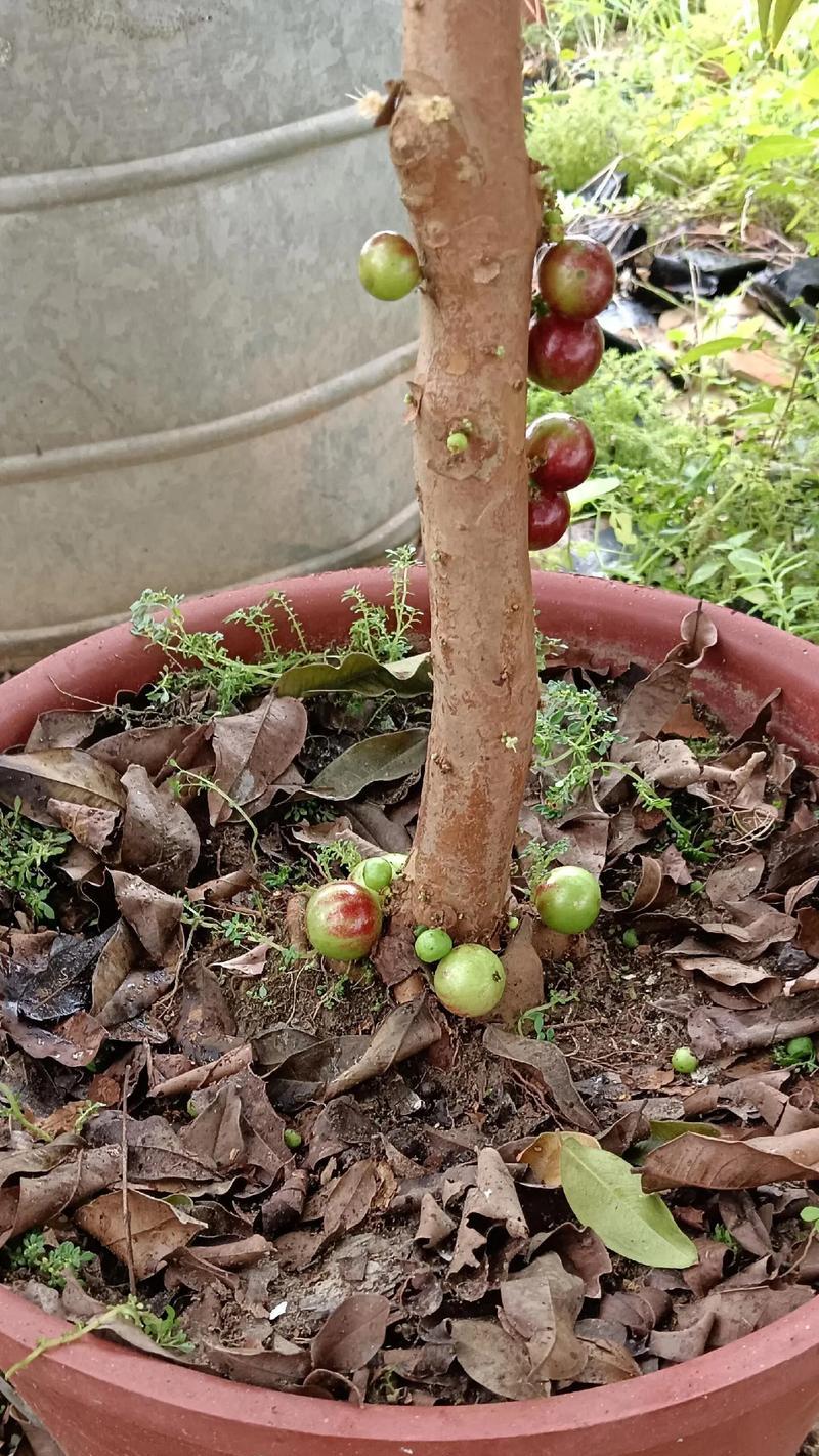 盆栽果树结果后如何防止果实掉落？有哪些技巧？