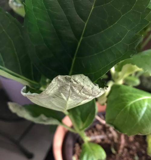 昙花叶子蔫了是什么原因？如何使其恢复生机？