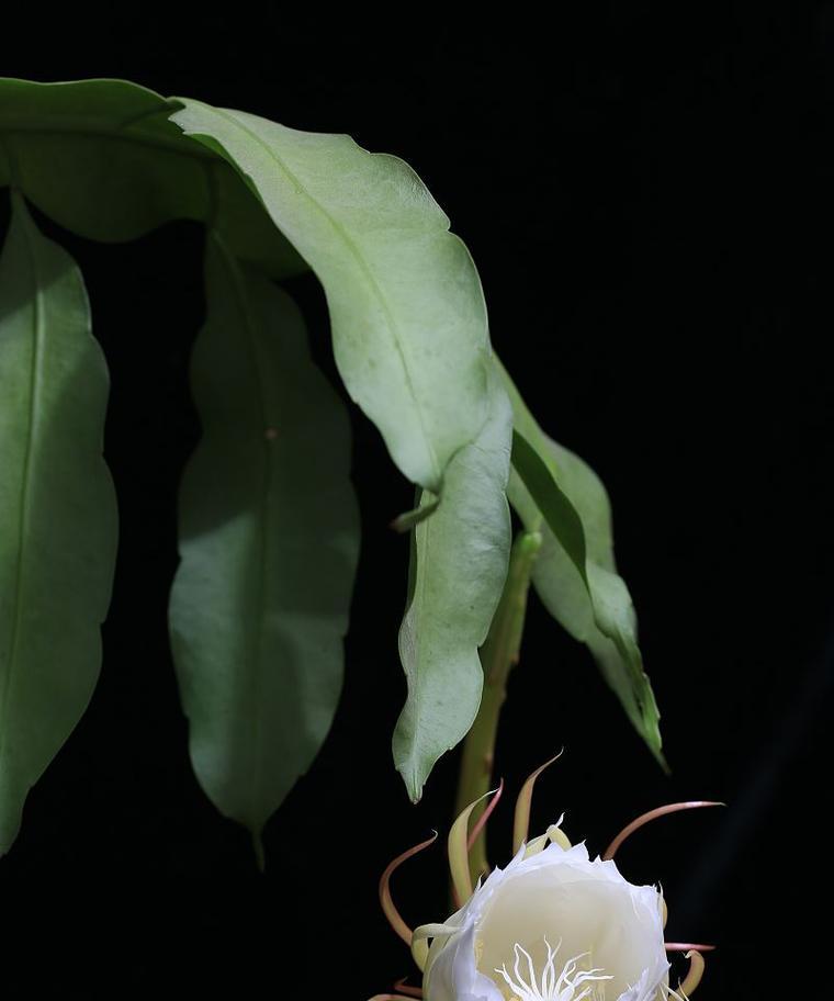 昙花叶子蔫了是什么原因？如何使其恢复生机？