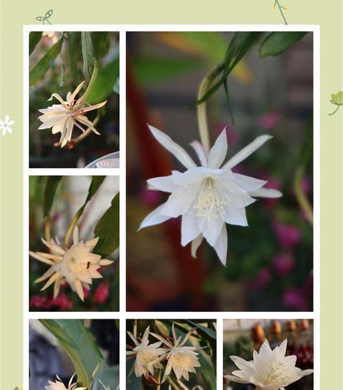 昙花叶子蔫了是什么原因？如何使其恢复生机？