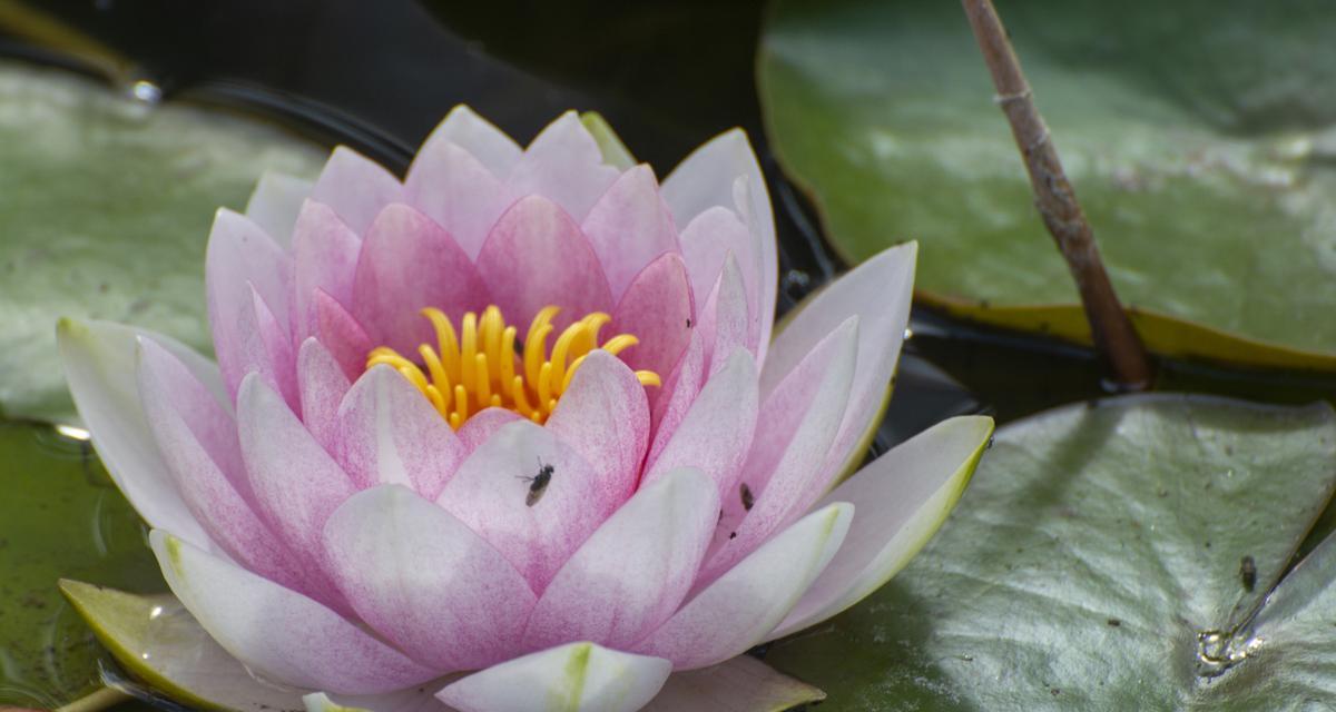 养睡莲的水长虫怎么处理？如何预防睡莲水生虫害？