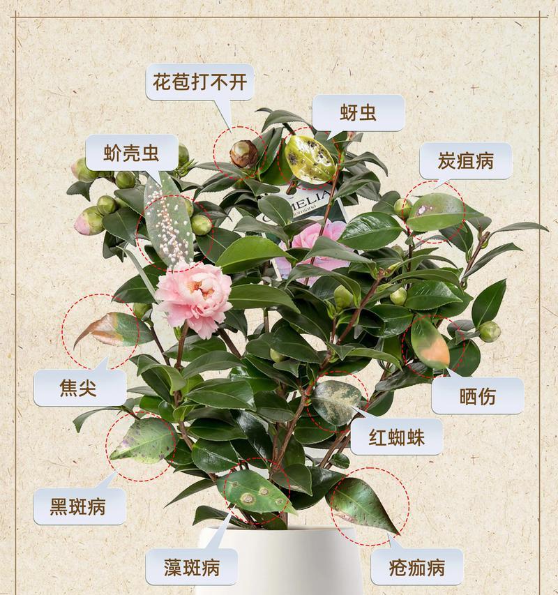 茶花种植的步骤是什么？需要注意哪些事项？