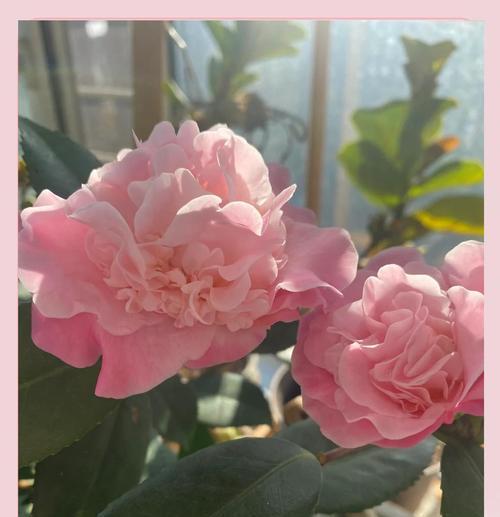茶花种植的步骤是什么？需要注意哪些事项？