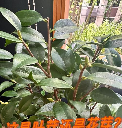 茶花种植的步骤是什么？需要注意哪些事项？