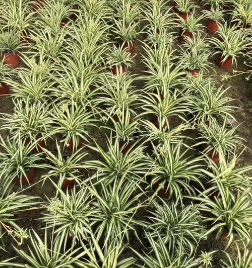 适合室内种植的观叶植物有哪些？如何选择和养护？
