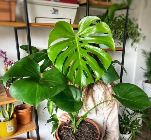 适合室内种植的观叶植物有哪些？如何选择和养护？