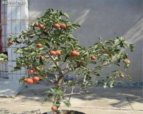 山楂树老桩大棵盆栽的养护方法是什么？养植山楂树老桩大棵盆栽需要注意什么？
