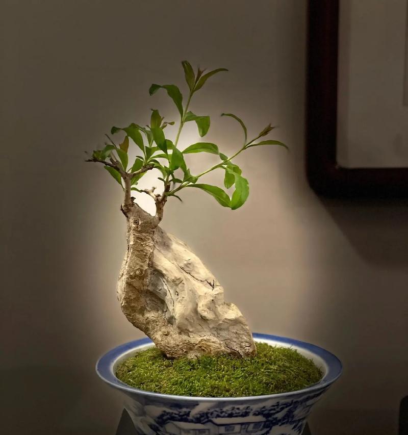 山楂树老桩大棵盆栽的养护方法是什么？养植山楂树老桩大棵盆栽需要注意什么？