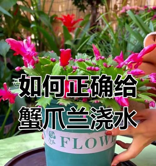 兰草烂根的处理方法有哪些？如何预防兰草烂根？