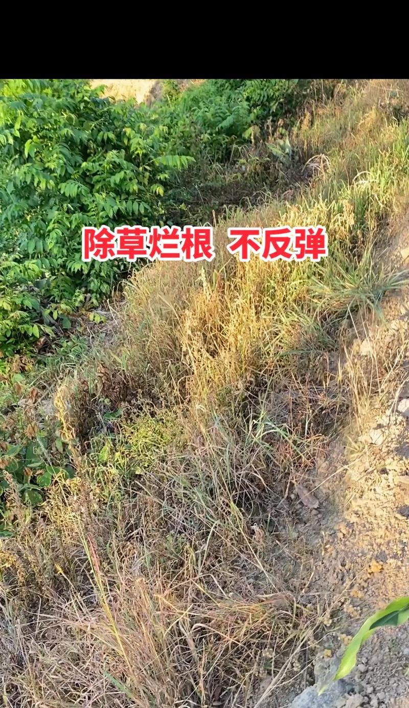 兰草烂根的处理方法有哪些？如何预防兰草烂根？