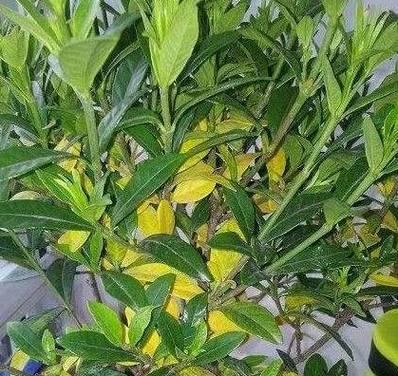 栀子叶子发黄的原因是什么？如何处理？