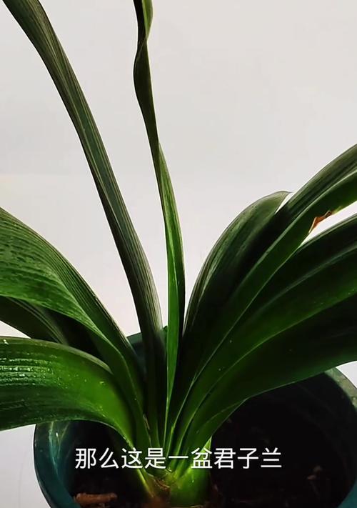 君子兰开花的条件是什么？怎样才能促进君子兰开花？