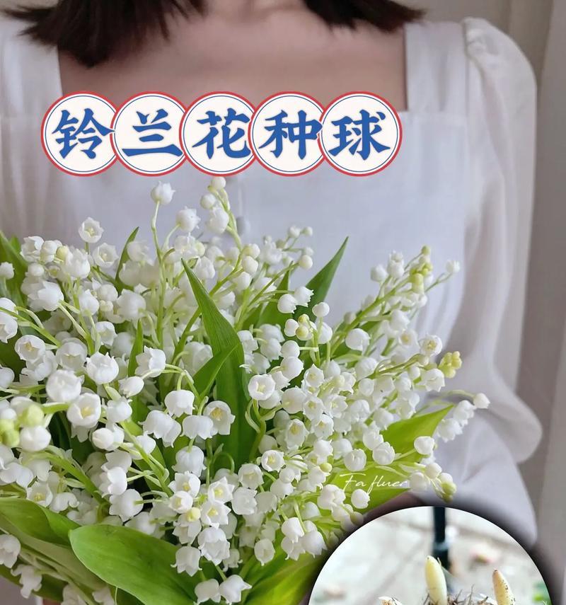 铃兰怎么种？需要哪些特殊的种植技巧？