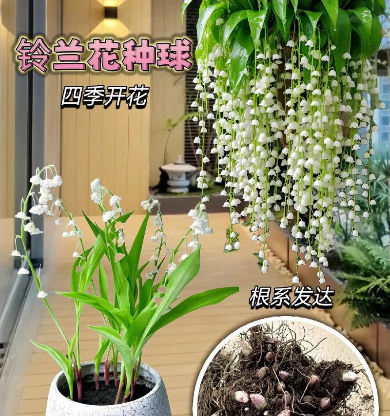 铃兰怎么种？需要哪些特殊的种植技巧？