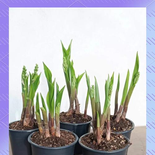 铃兰怎么种？需要哪些特殊的种植技巧？