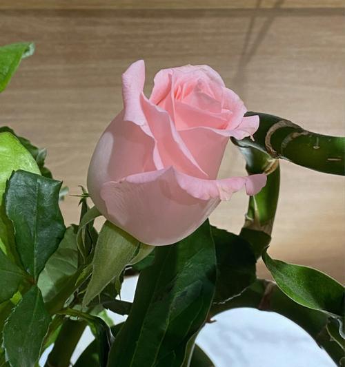 玫瑰完全开花的特征是什么？
