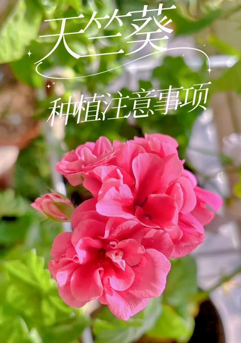 天竺葵播种的最佳季节是什么时候？播种后如何管理？