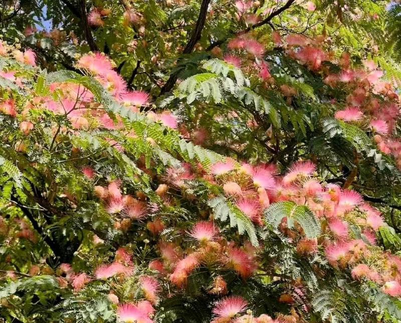 合欢树种植的步骤和注意事项是什么？