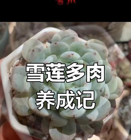 多肉雪莲繁殖方法有哪些？怎样繁殖更有效？
