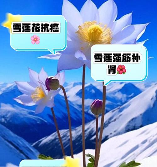 多肉雪莲繁殖方法有哪些？怎样繁殖更有效？